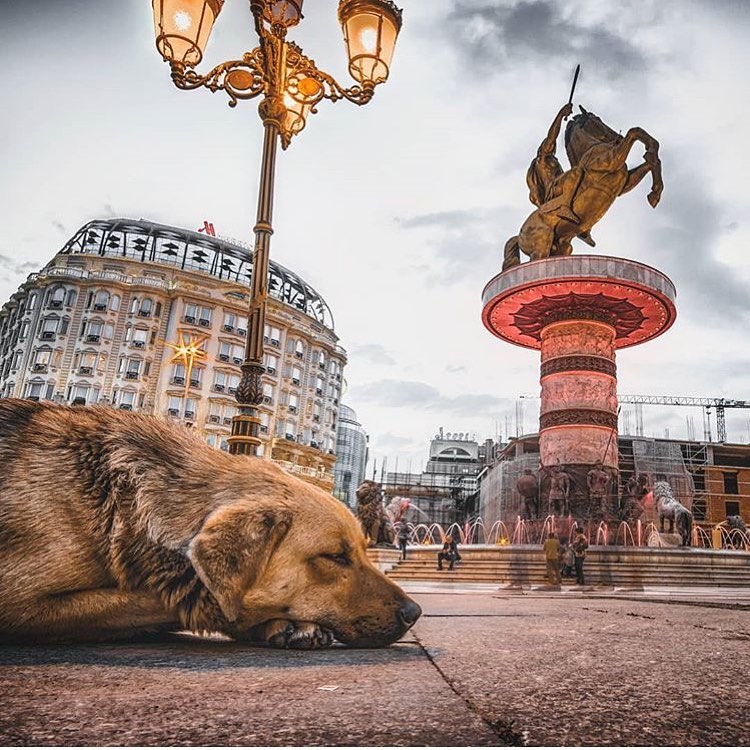 why are there so many stray dogs in skopje